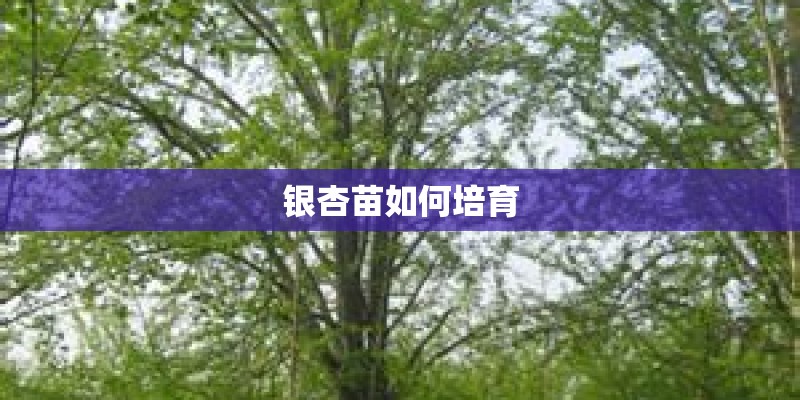 银杏苗如何培育