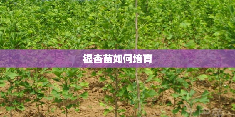 银杏苗如何培育