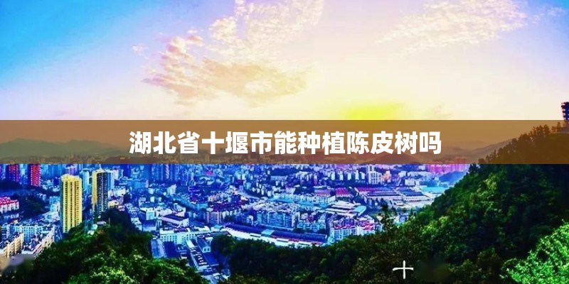 湖北省十堰市能种植陈皮树吗