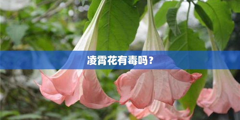 凌霄花有毒吗？