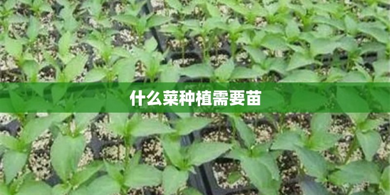 什么菜种植需要苗