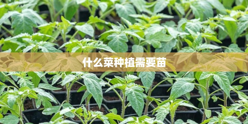 什么菜种植需要苗