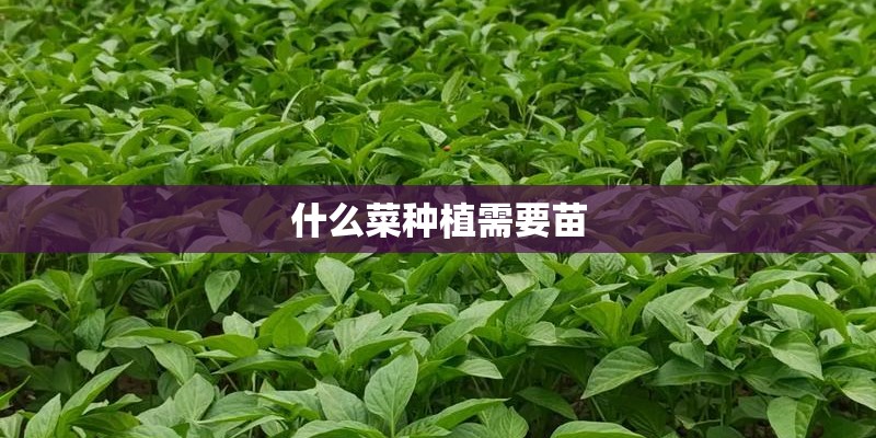 什么菜种植需要苗
