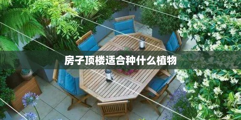 房子顶楼适合种什么植物