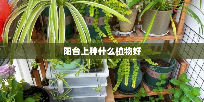 阳台上种什么植物好