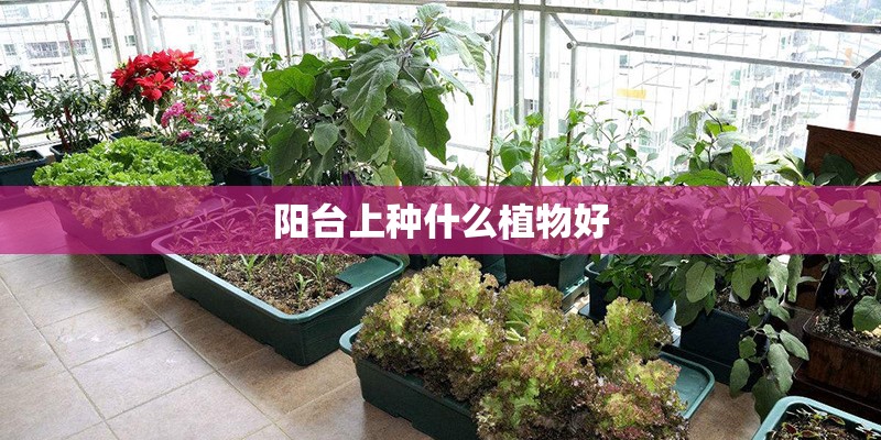 阳台上种什么植物好