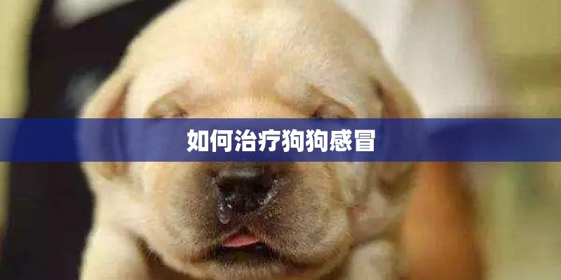 如何治疗狗狗感冒