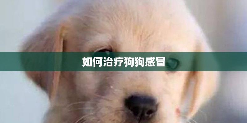 如何治疗狗狗感冒