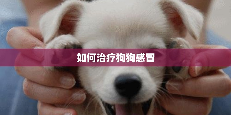 如何治疗狗狗感冒