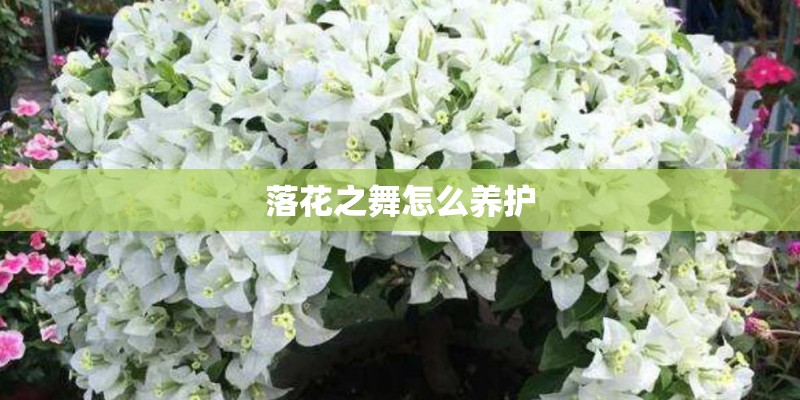 落花之舞怎么养护