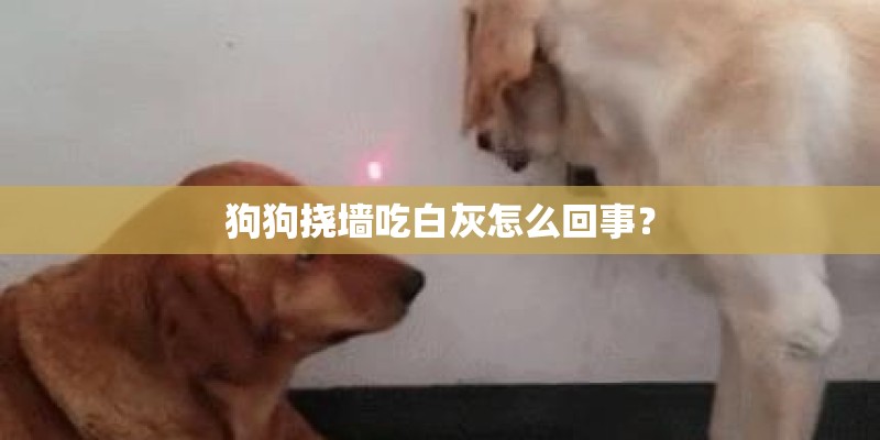 狗狗挠墙吃白灰怎么回事？