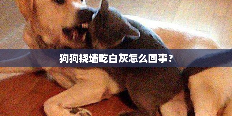 狗狗挠墙吃白灰怎么回事？