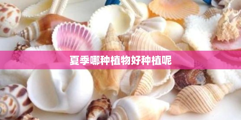 夏季哪种植物好种植呢