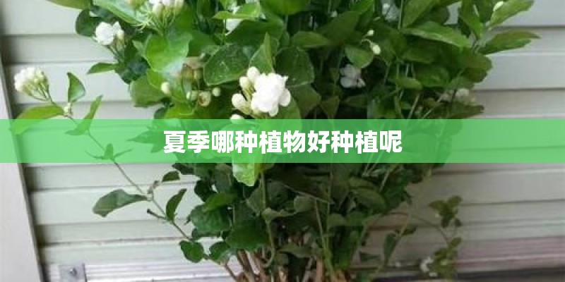 夏季哪种植物好种植呢