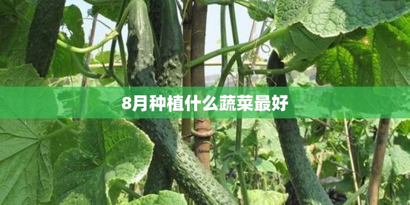 8月种植什么蔬菜最好
