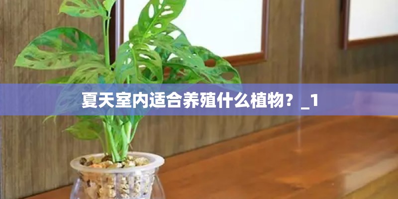夏天室内适合养殖什么植物？_1