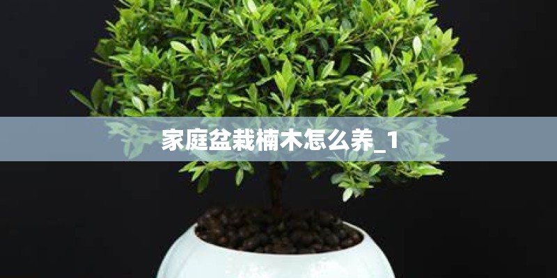 家庭盆栽楠木怎么养_1