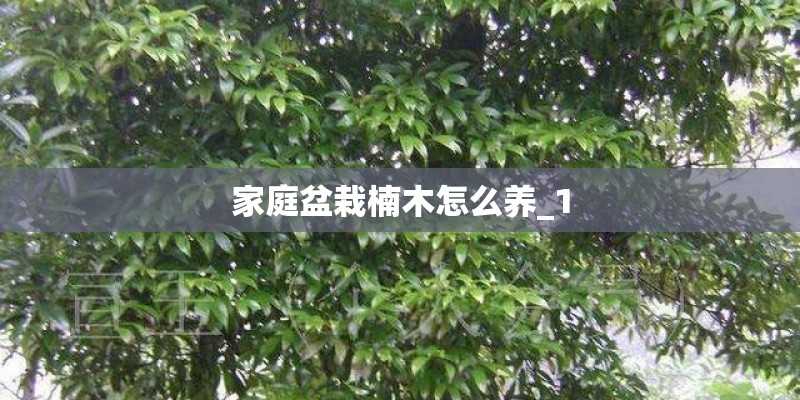 家庭盆栽楠木怎么养_1