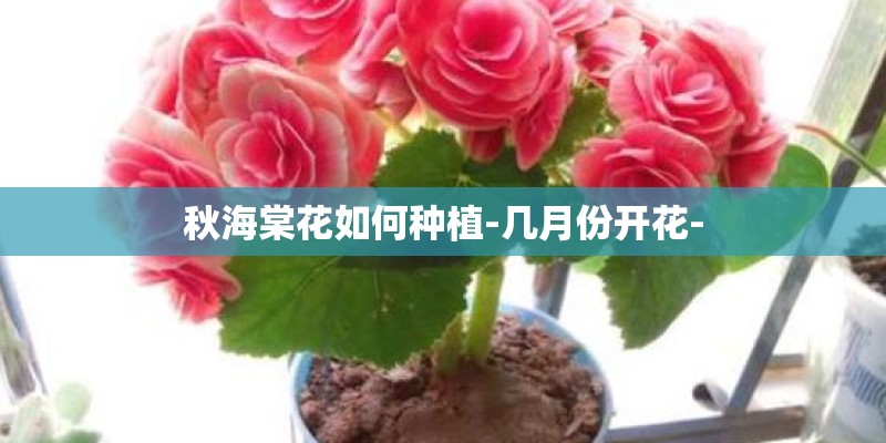 玉米苗在地里闷的发黄？