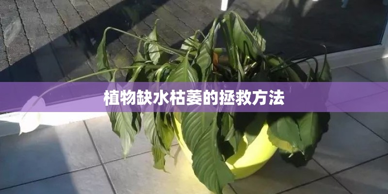 植物缺水枯萎的拯救方法
