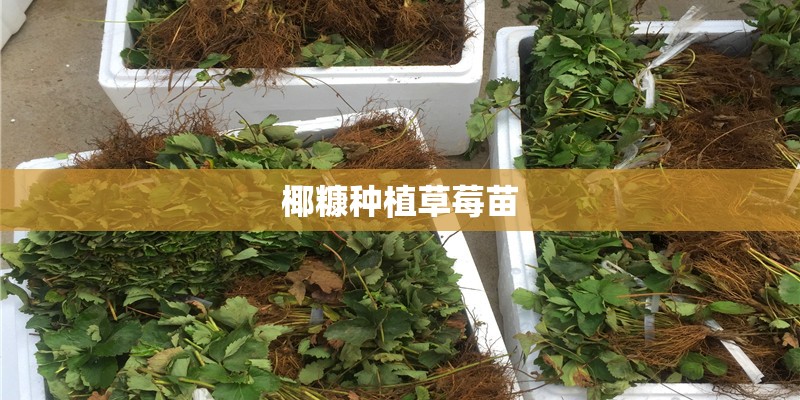 椰糠种植草莓苗