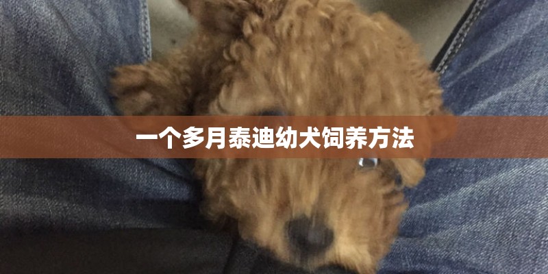 一个多月泰迪幼犬饲养方法