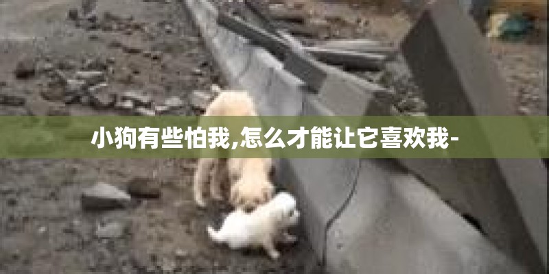 小狗有些怕我,怎么才能让它喜欢我-