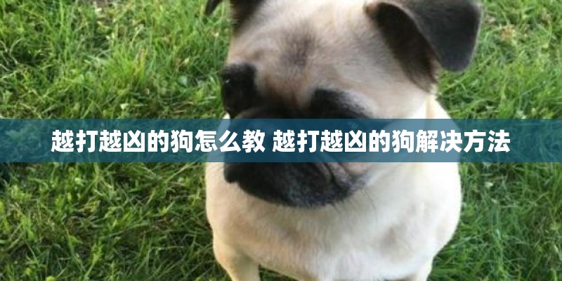 越打越凶的狗怎么教 越打越凶的狗解决方法