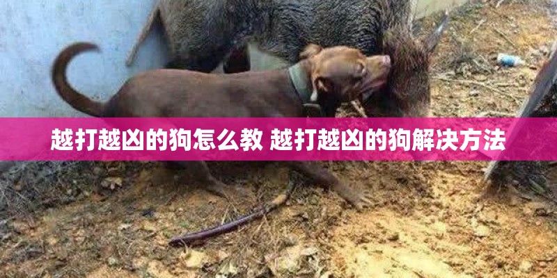 越打越凶的狗怎么教 越打越凶的狗解决方法