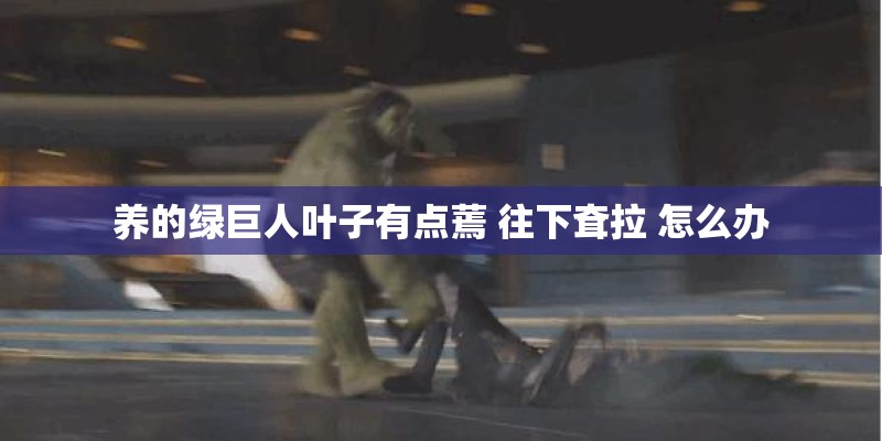 养的绿巨人叶子有点蔫 往下耷拉 怎么办
