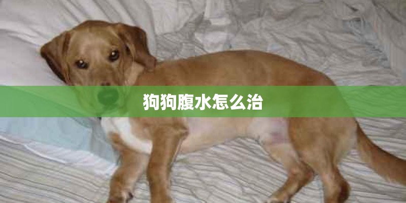 狗狗腹水怎么治