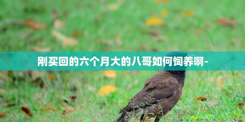 刚买回的六个月大的八哥如何饲养啊-