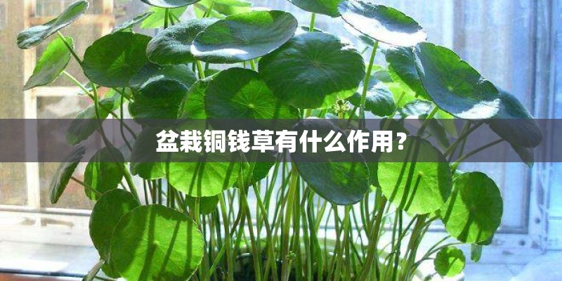 盆栽铜钱草有什么作用？