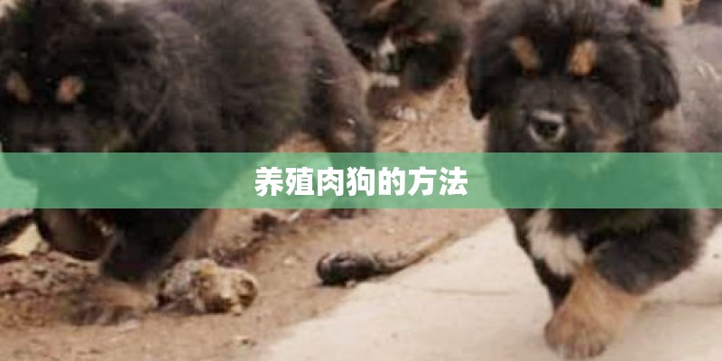 养殖肉狗的方法
