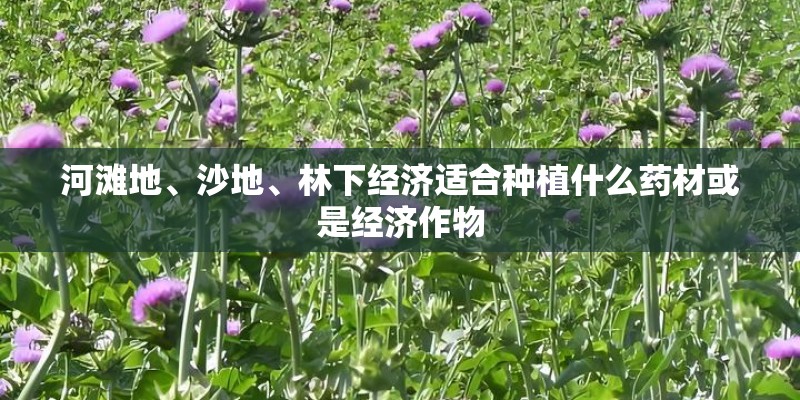 河滩地、沙地、林下经济适合种植什么药材或是经济作物