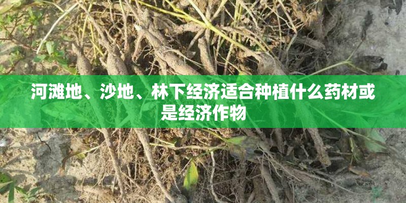 河滩地、沙地、林下经济适合种植什么药材或是经济作物