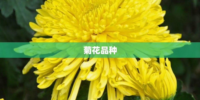 菊花品种