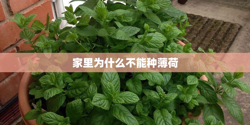 家里为什么不能种薄荷
