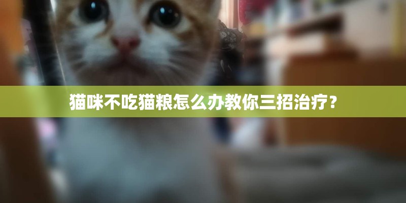 猫咪不吃猫粮怎么办教你三招治疗？