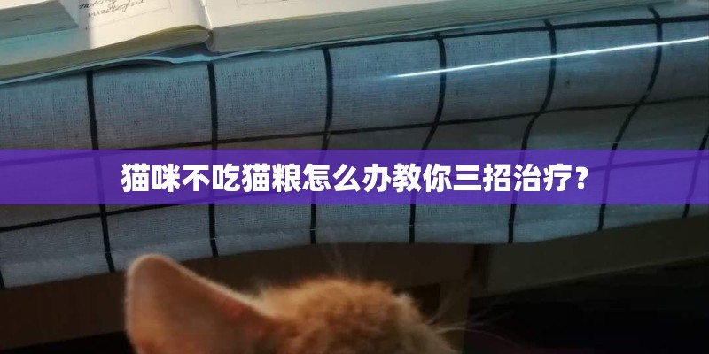猫咪不吃猫粮怎么办教你三招治疗？