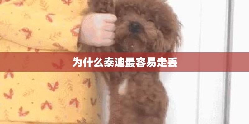 为什么泰迪最容易走丢