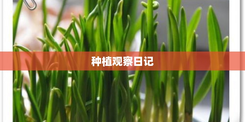 种植观察日记