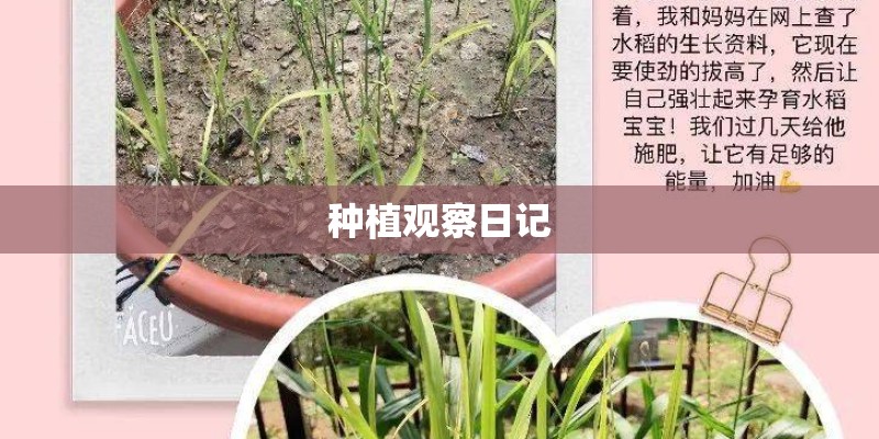 种植观察日记