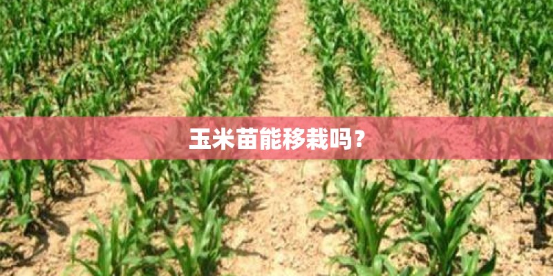 玉米苗能移栽吗？