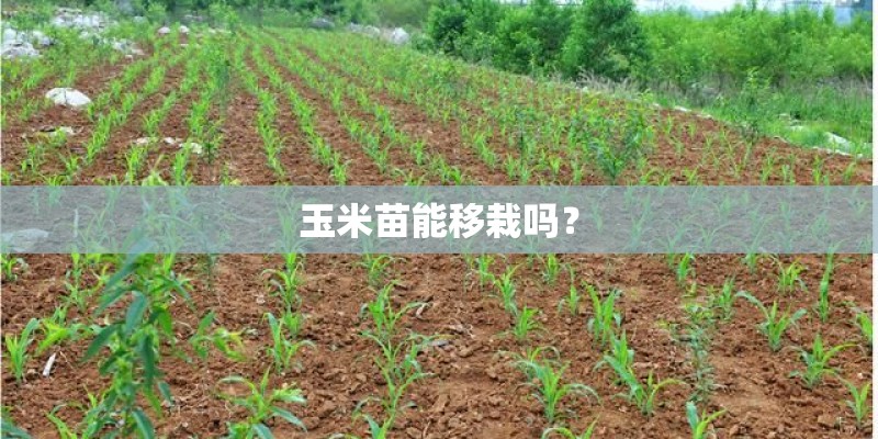 玉米苗能移栽吗？