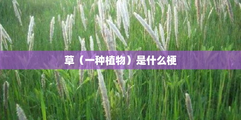 草（一种植物）是什么梗