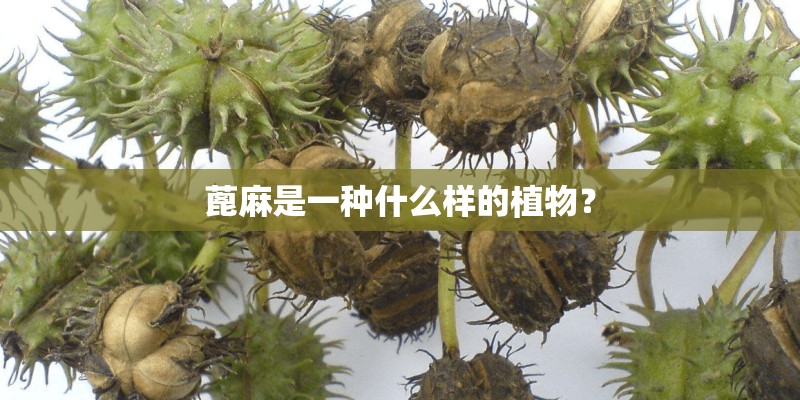 蓖麻是一种什么样的植物？