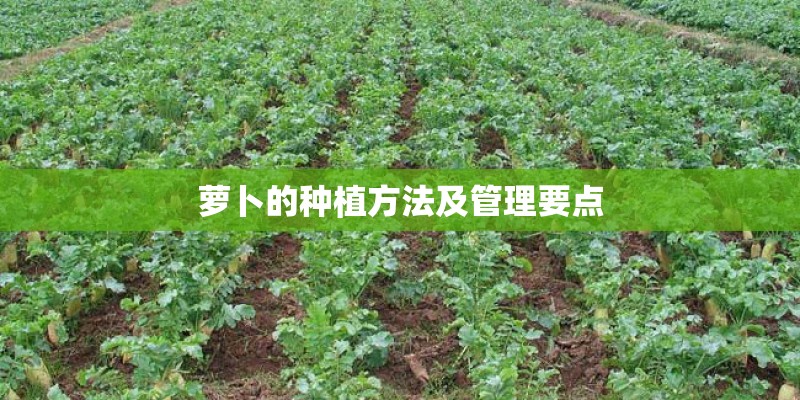 萝卜的种植方法及管理要点
