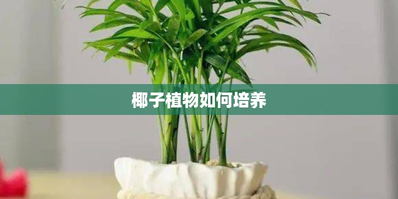 椰子植物如何培养