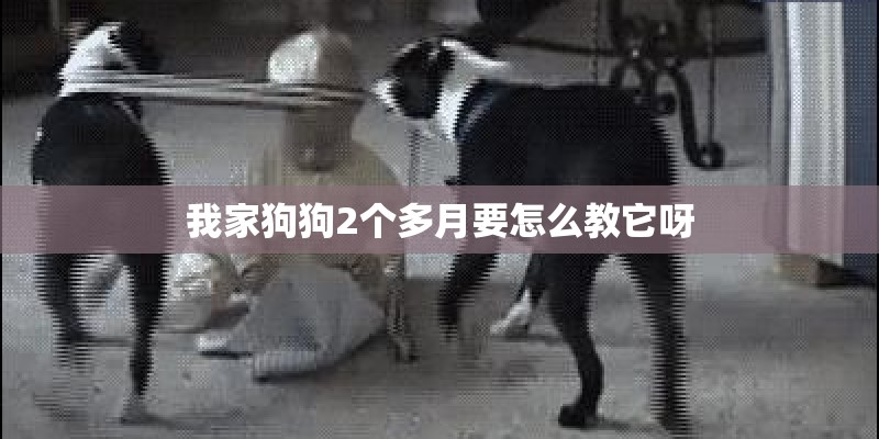我家狗狗2个多月要怎么教它呀